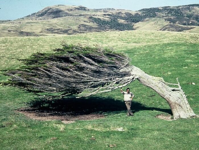 Slope Point es el punto más meridional de la Isla Sur de Nueva Zelanda