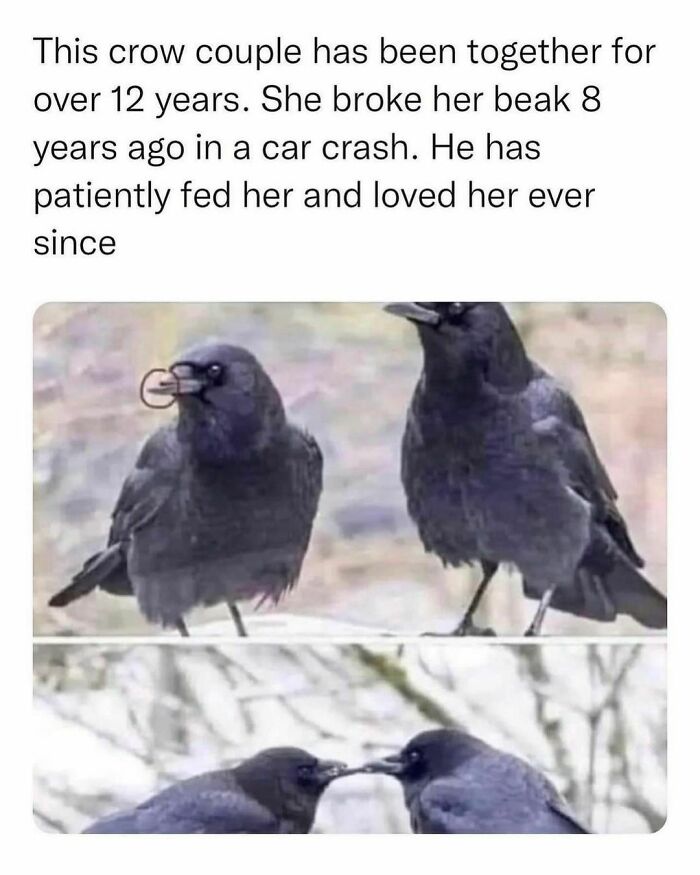 Wholesome-Memes-Hurtingsouls