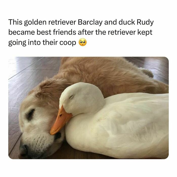 Wholesome-Memes-Hurtingsouls