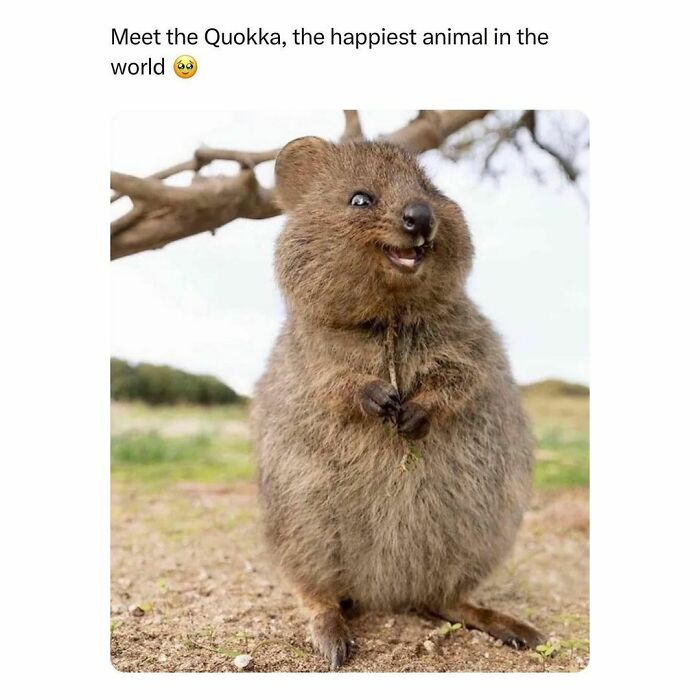 Wholesome-Memes-Hurtingsouls