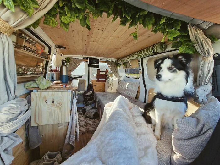 Cozy tiny house interior design with a dog sitting on a bed, surrounded by wooden accents and green decor.