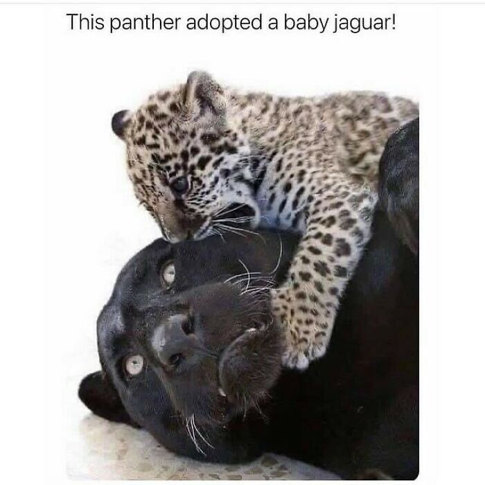 Wholesome-Memes-Hurtingsouls