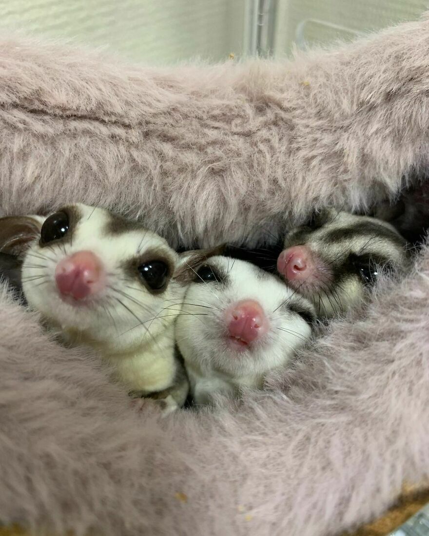 Sugar gliders snuggling 