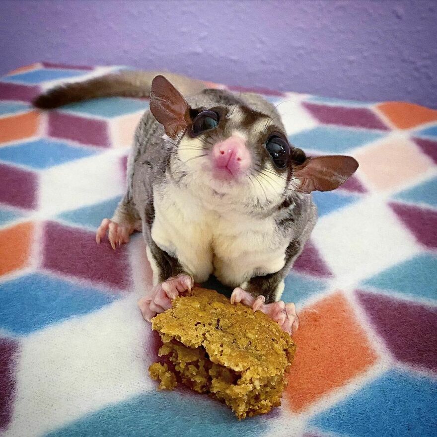 Sugar glider eating 