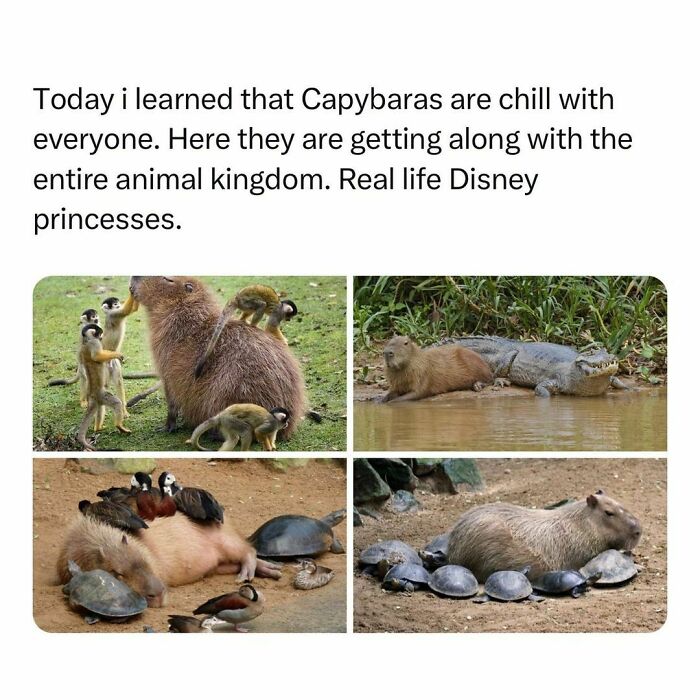 Wholesome-Memes-Hurtingsouls