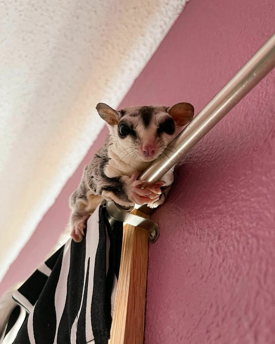 Sugar glider on the rod