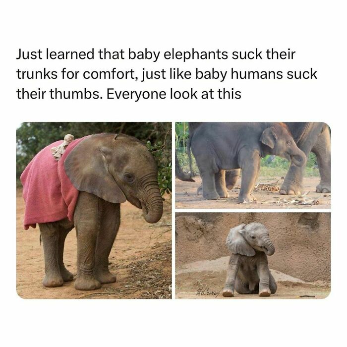 Wholesome-Memes-Hurtingsouls