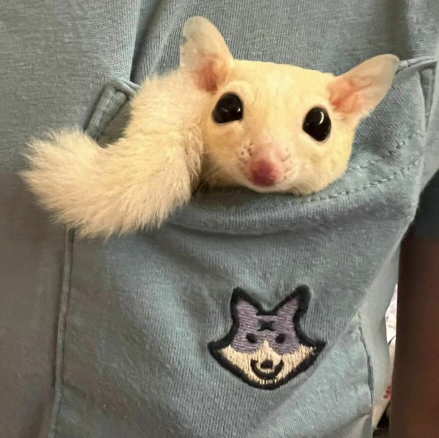 Sugar glider in the chest pocket 