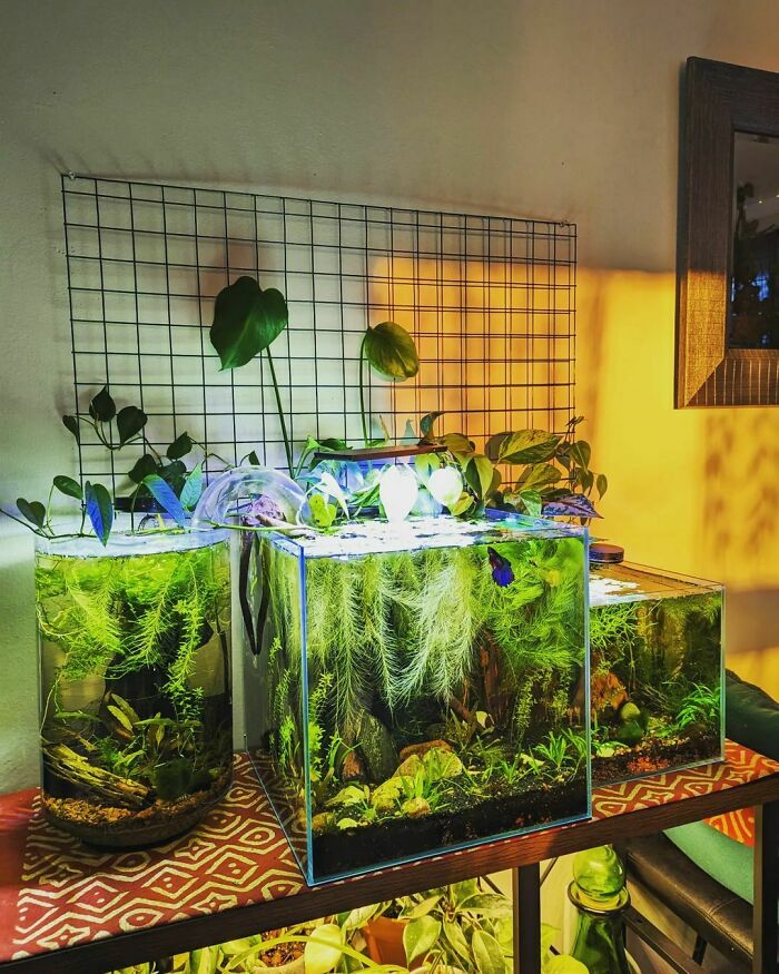 Plants in the aquarium 