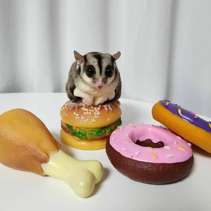 Sugar glider with toy food 