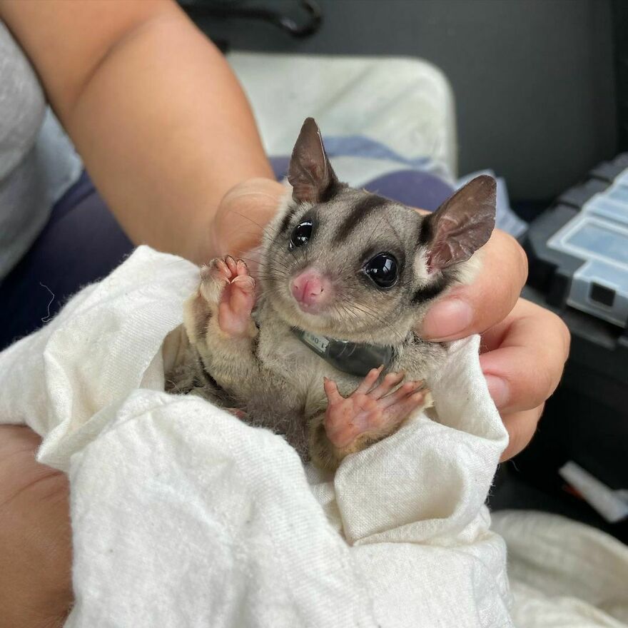 Person holding sugar glider