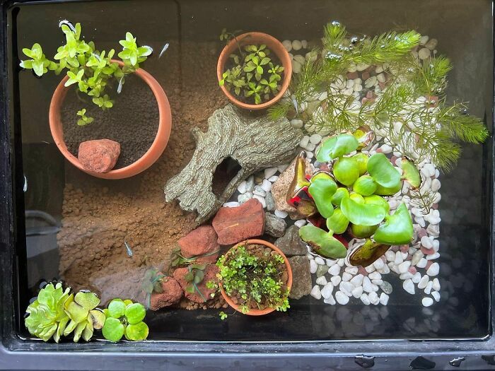 Plants in the aquarium