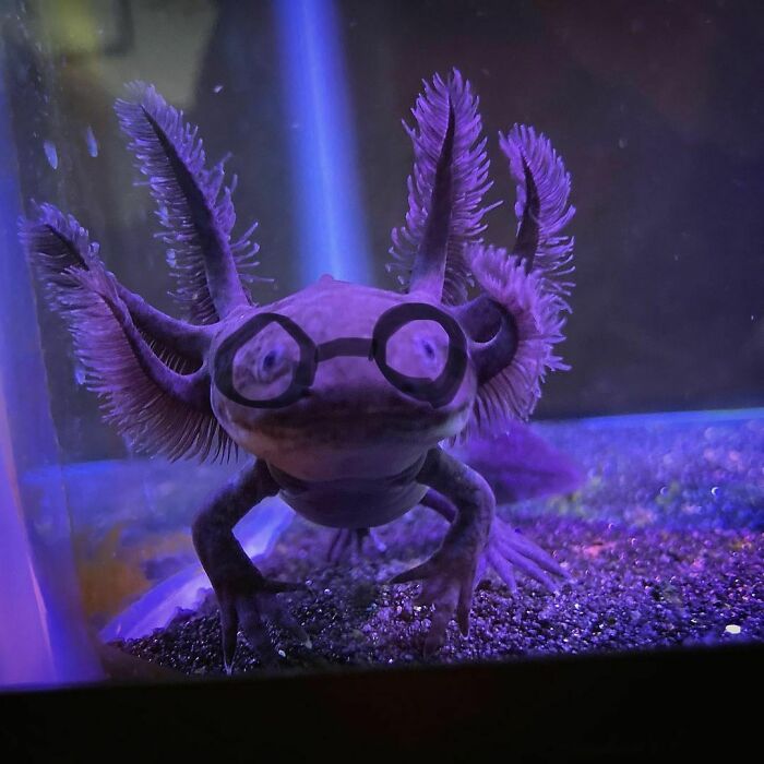 Cute axolotl wearing tiny glasses in a tank with colorful lighting.