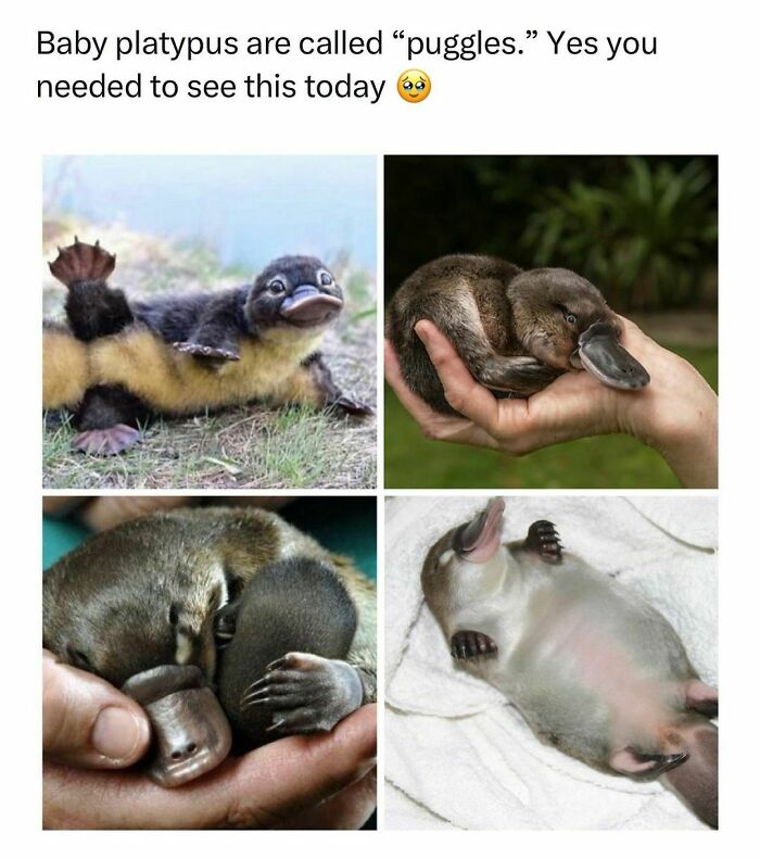 Wholesome-Memes-Hurtingsouls