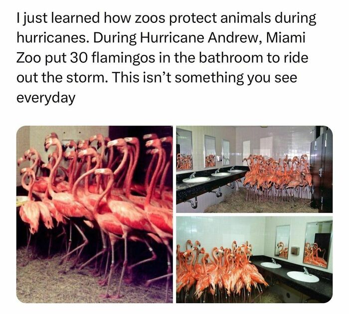 Wholesome-Memes-Hurtingsouls