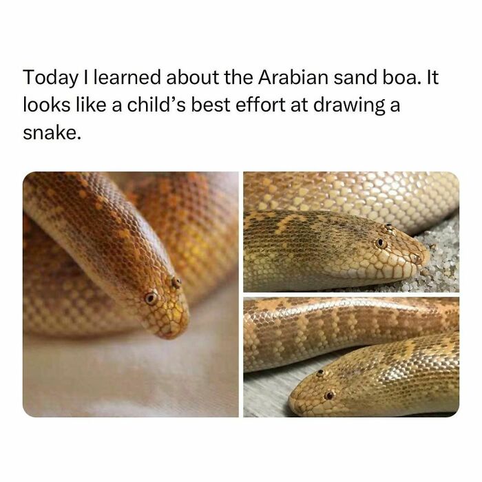 Wholesome-Memes-Hurtingsouls