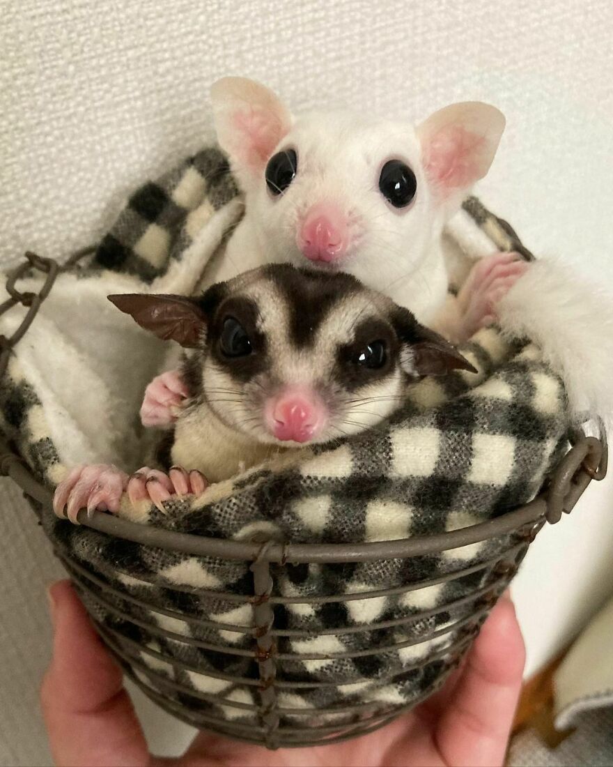 Sugar gliders in the basket 
