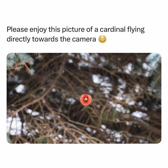 Wholesome-Memes-Hurtingsouls