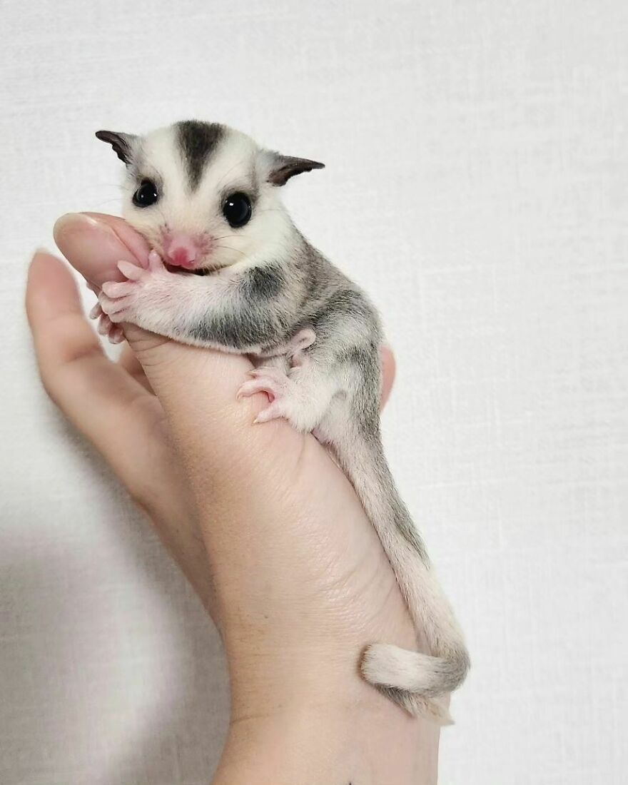Sugar glider hugging a thumb 