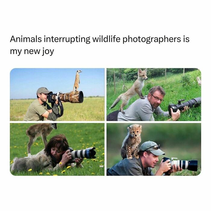 Wholesome-Memes-Hurtingsouls