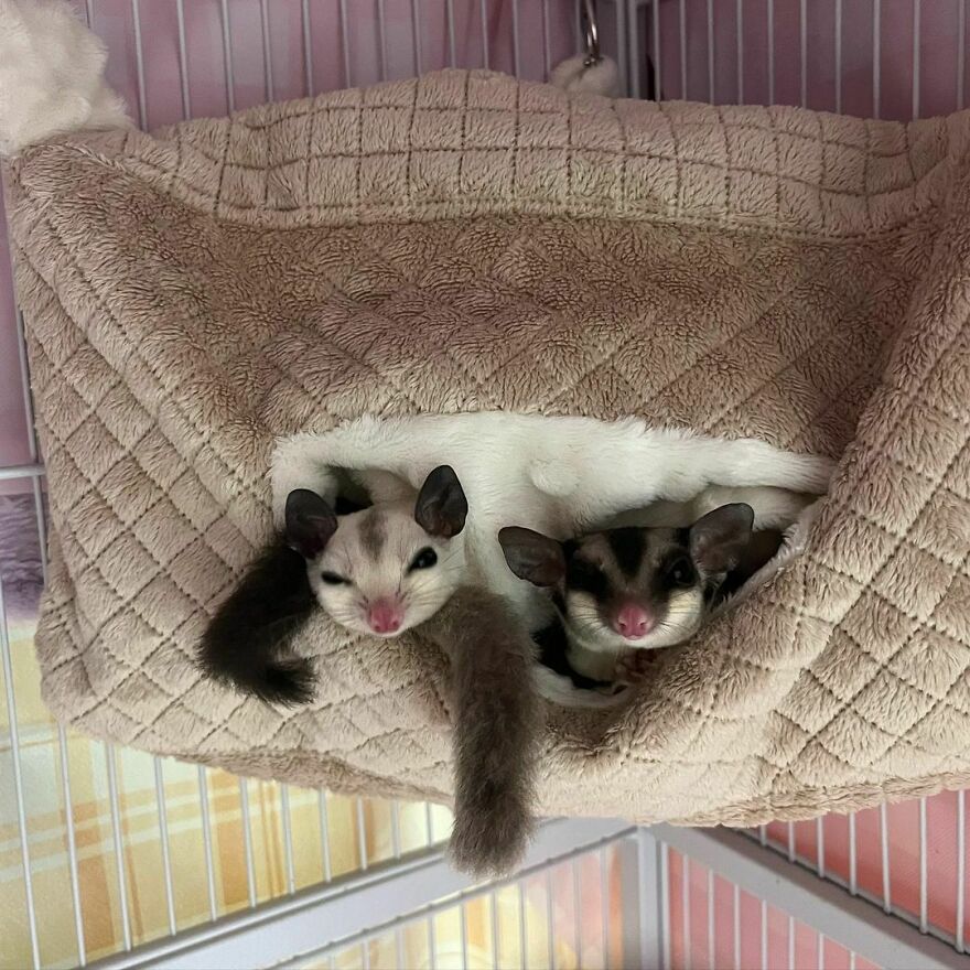 Sugar gliders taking a nap 