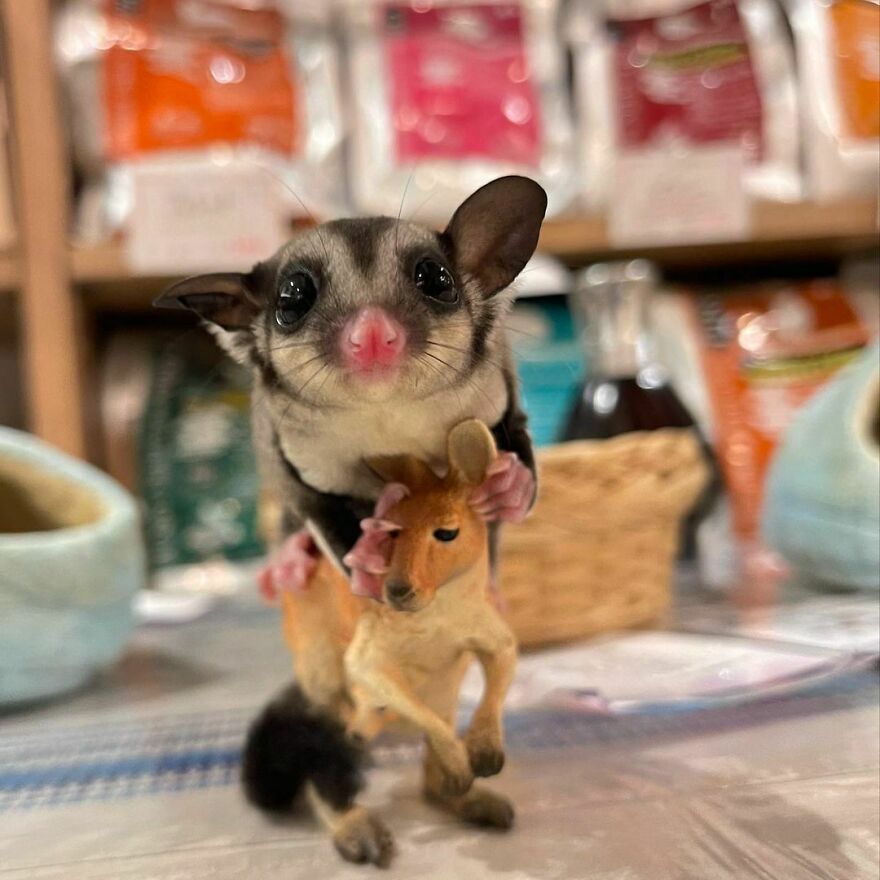 Sugar glider on toy kangaroo 