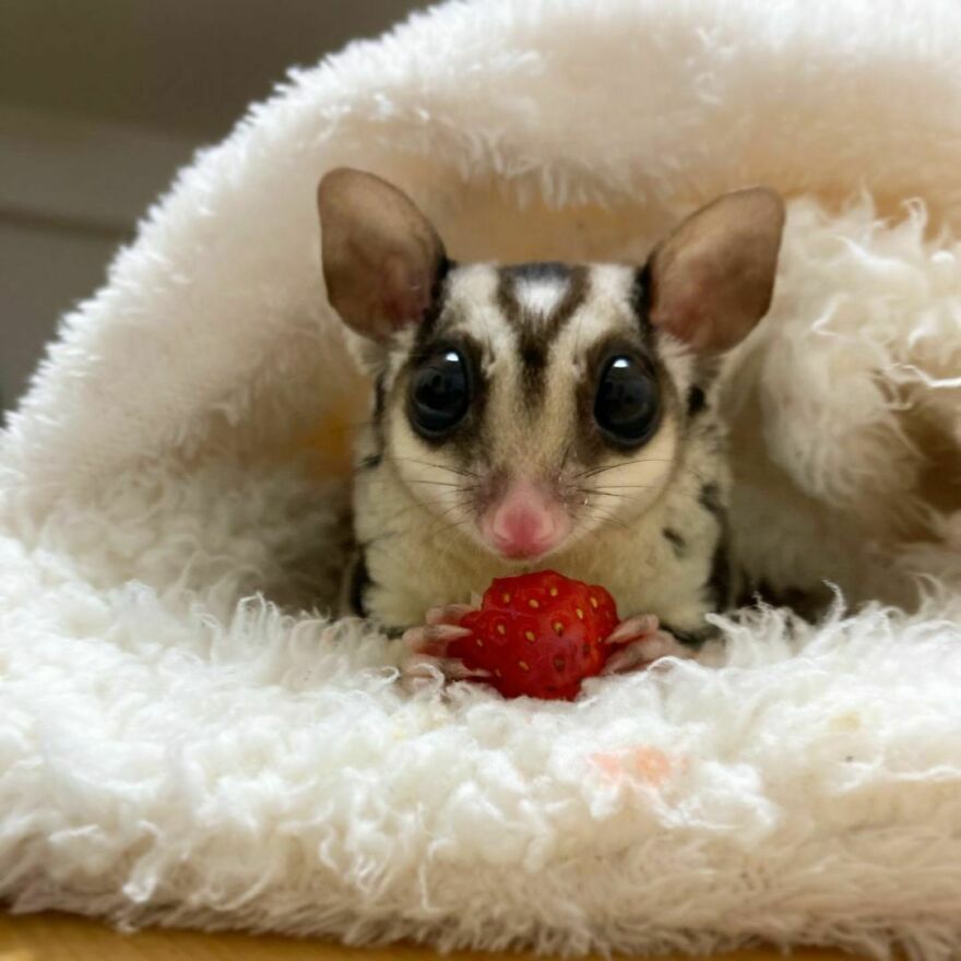 Sugar glider eating a strawberry
