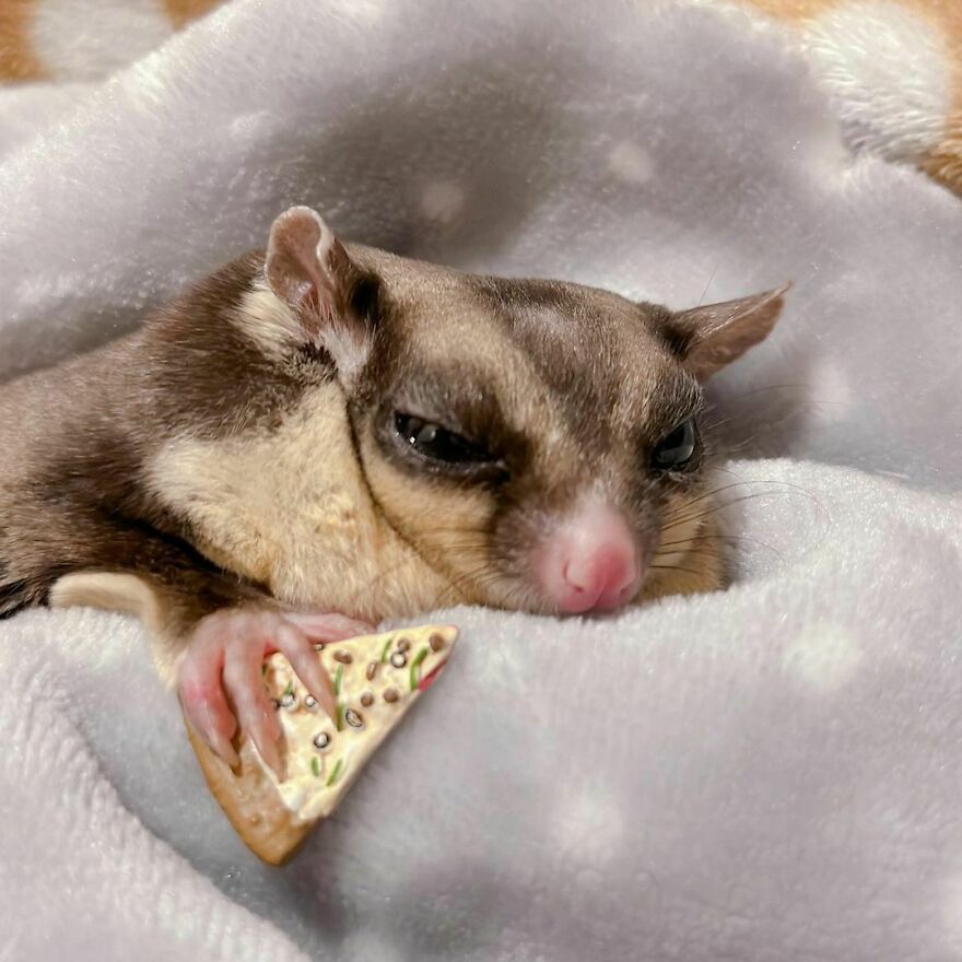 Sugar glider taking a nap 