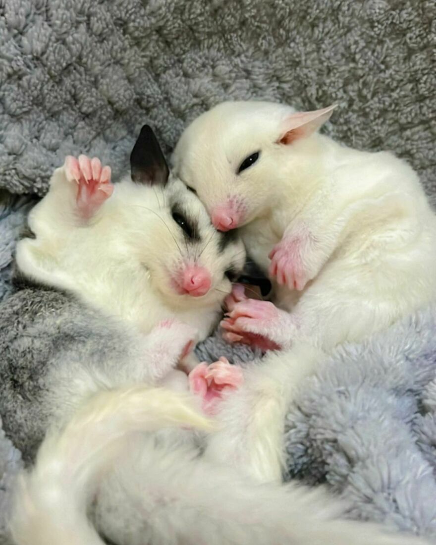 Two sugar glider cuddling 