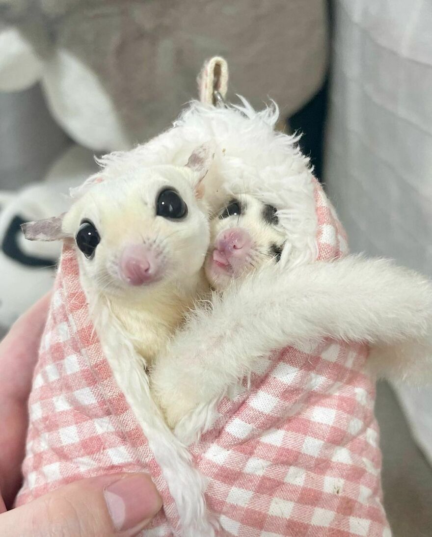 Sugar gliders snuggling 
