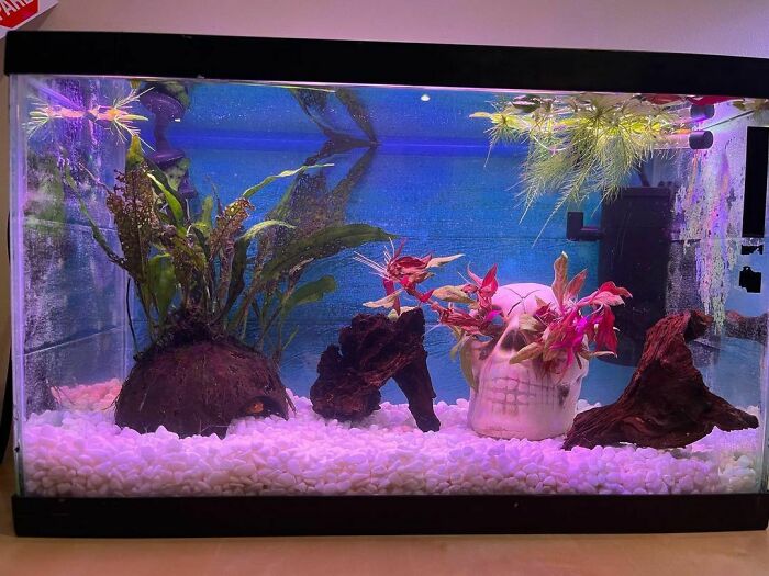 Skull in the aquarium