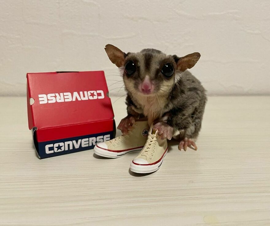 Sugar glider holding tiny converse 