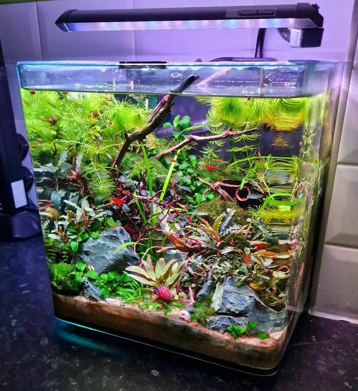 Loving How This Little Nano Tank Is Doing Now. I Basically Need To Do Nothing To It. Which Is What I Like