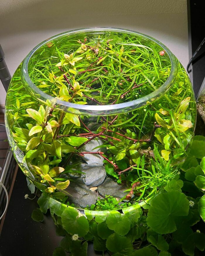 Leaves in the aquarium 