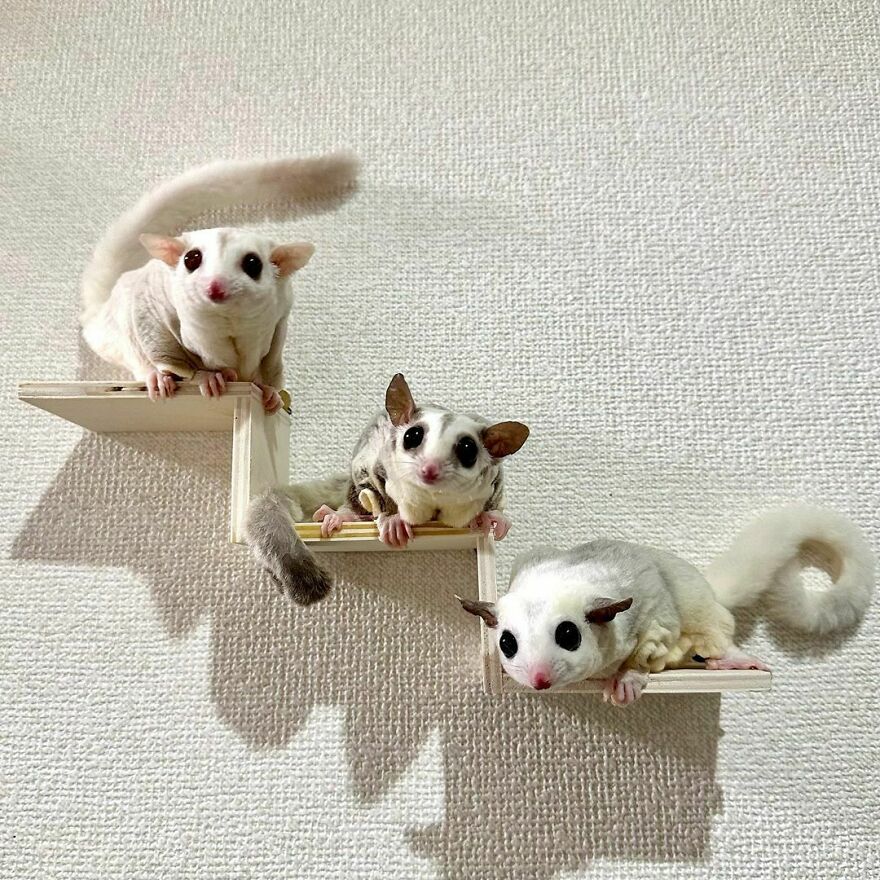 Sugar gliders on the book shelf 