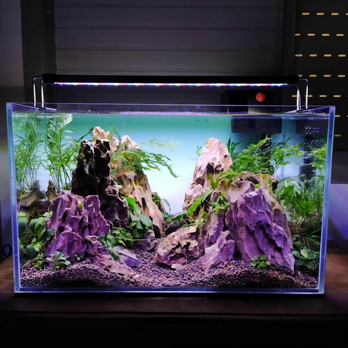 Mountains and leaves in the aquarium 