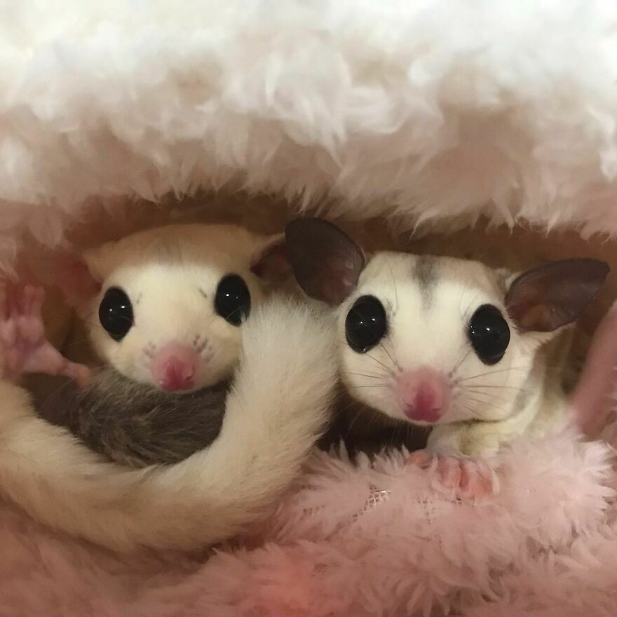 Sugar gliders snuggling 