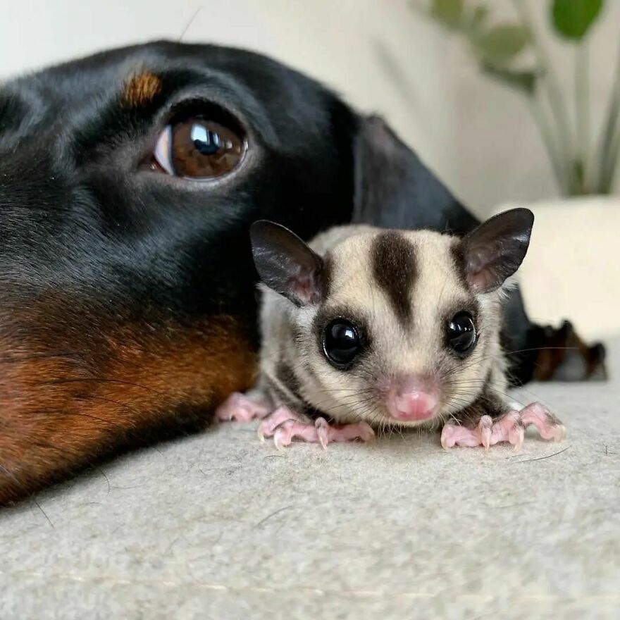 Sugar glider with dog 