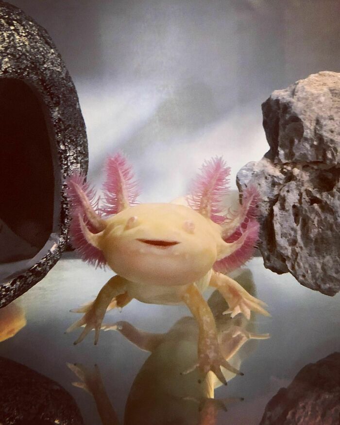 Cute axolotl with pink gills surrounded by rocks in aquarium.