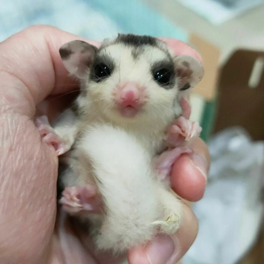 Person holding sugar glider