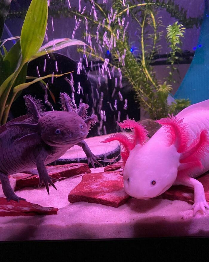 Two cute axolotls in an aquarium, one dark and one pink, surrounded by plants and stones.