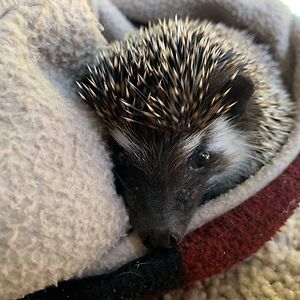 brysonchrisman avatar