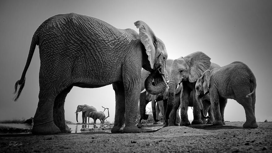 Black And White Africa