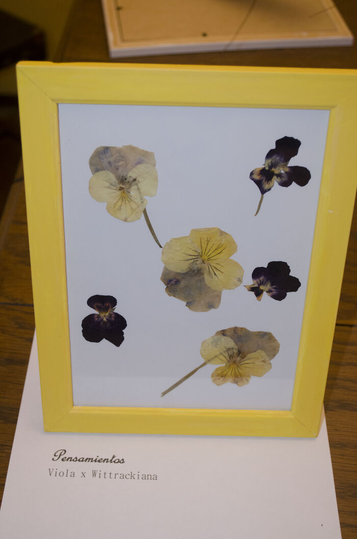 Living Violas On A Frame. Still Alive