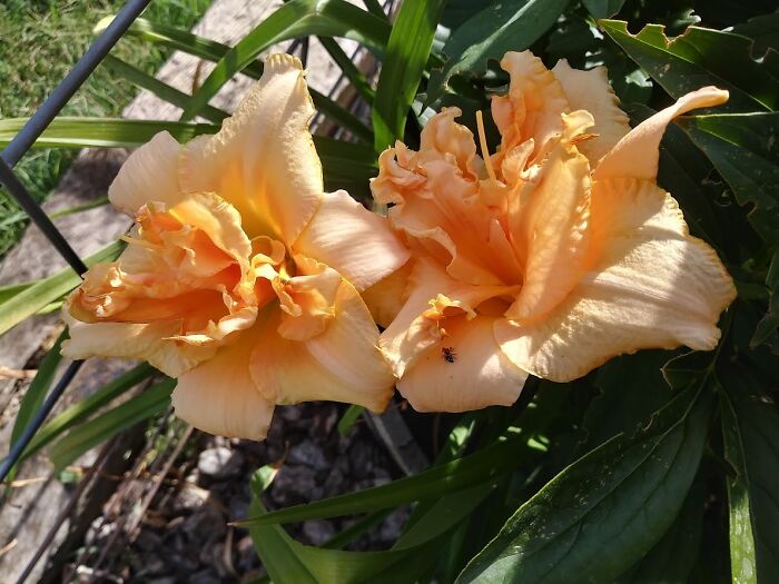 Daylily W/Bonus Tiny Jumping Spider