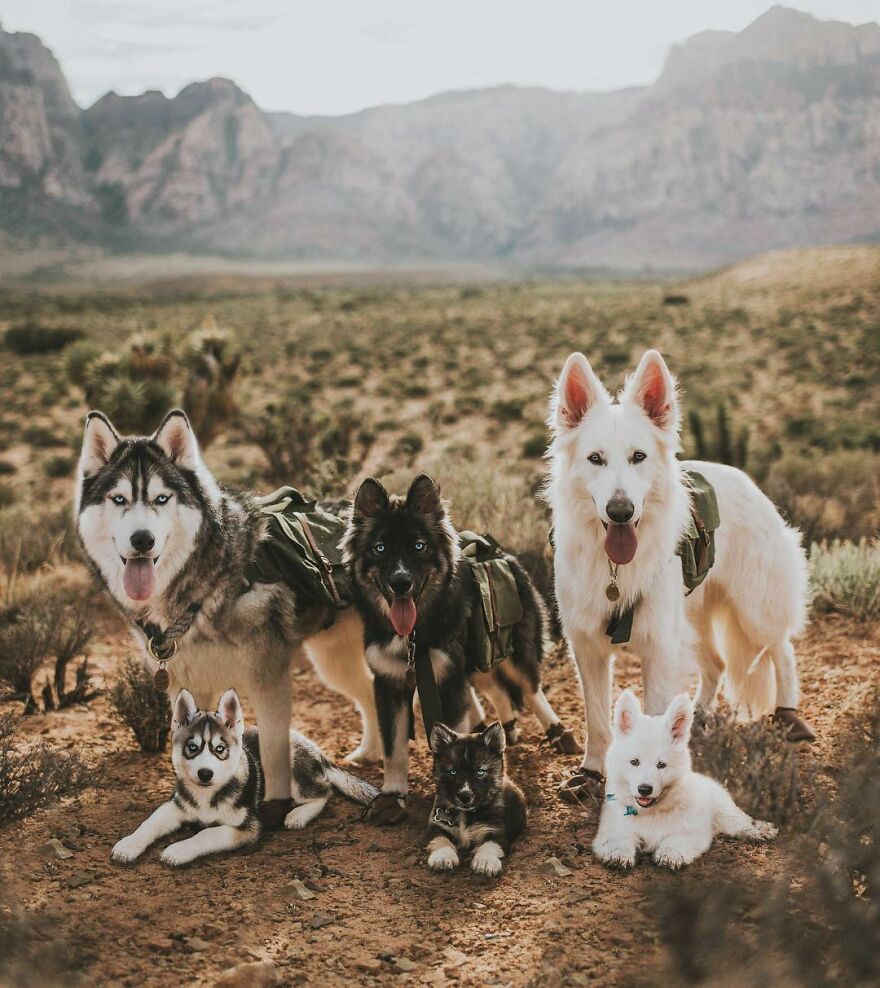 Digital Artist Combines Photos Of Dogs As Puppies And Adults Into One Wholesome Image