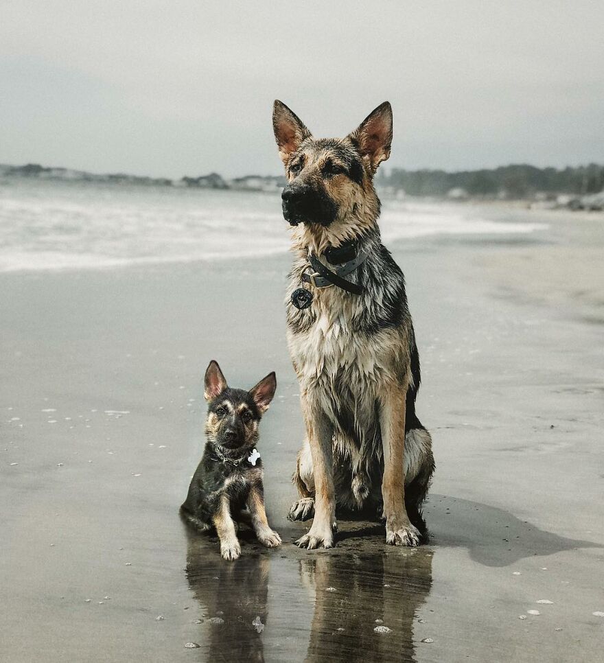 Digital Artist Combines Photos Of Dogs As Puppies And Adults Into One Wholesome Image