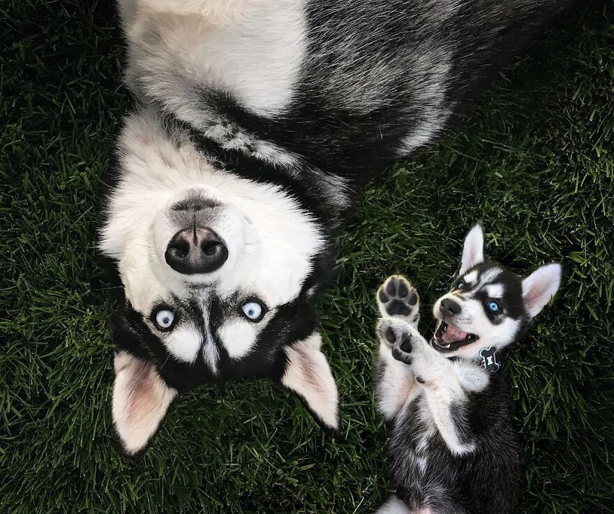 Digital Artist Combines Photos Of Dogs As Puppies And Adults Into One Wholesome Image