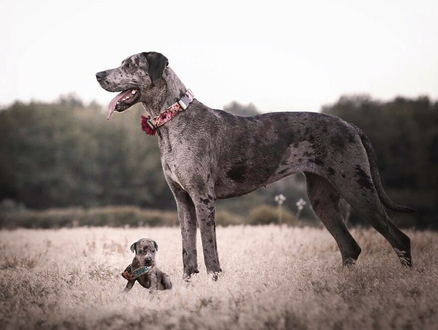 Digital Artist Combines Photos Of Dogs As Puppies And Adults Into One Wholesome Image