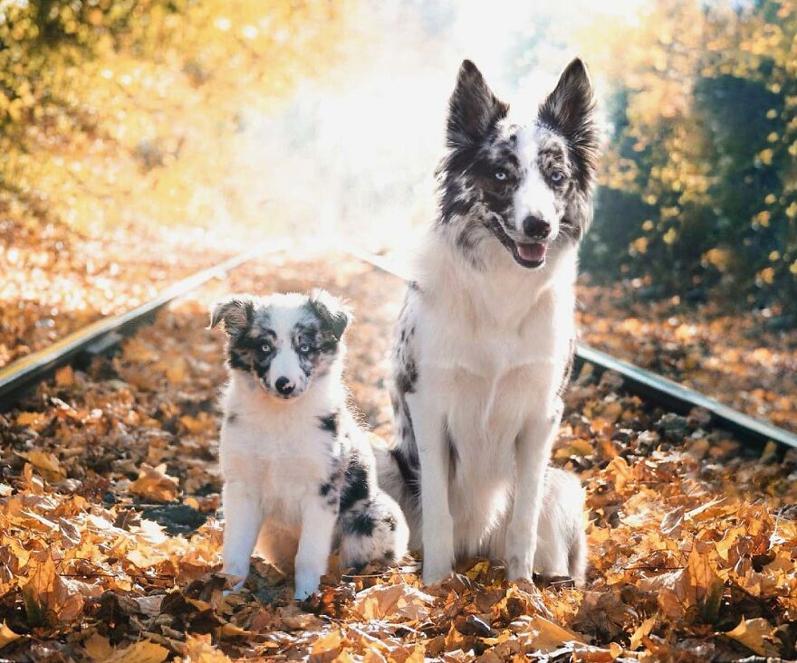 Digital Artist Combines Photos Of Dogs As Puppies And Adults Into One Wholesome Image